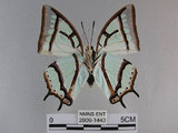 中文名:姬雙尾蝶(2909-1443)學名:Polyura narcaea meghaduta (Fruhstorfer, 1908)(2909-1443)