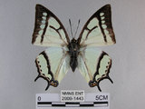 中文名:姬雙尾蝶(2909-1443)學名:Polyura narcaea meghaduta (Fruhstorfer, 1908)(2909-1443)