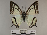 中文名:姬雙尾蝶(2909-221)學名:Polyura narcaea meghaduta (Fruhstorfer, 1908)(2909-221)