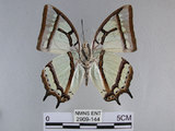 中文名:姬雙尾蝶(2909-144)學名:Polyura narcaea meghaduta (Fruhstorfer, 1908)(2909-144)