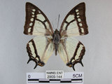 中文名:姬雙尾蝶(2909-144)學名:Polyura narcaea meghaduta (Fruhstorfer, 1908)(2909-144)