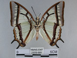 中文名:姬雙尾蝶(2909-881)學名:Polyura narcaea meghaduta (Fruhstorfer, 1908)(2909-881)