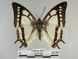 中文名:姬雙尾蝶(2909-881)學名:Polyura narcaea meghaduta (Fruhstorfer, 1908)(2909-881)