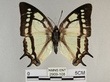 中文名:姬雙尾蝶(2909-108)學名:Polyura narcaea meghaduta (Fruhstorfer, 1908)(2909-108)