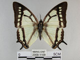 中文名:姬雙尾蝶(2909-1109)學名:Polyura narcaea meghaduta (Fruhstorfer, 1908)(2909-1109)