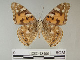 中文名:姬紅蛺蝶(1282-18466)學名:Vanessa cardui (Linnaeus, 1758) (1282-18466)