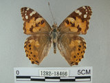 中文名:姬紅蛺蝶(1282-18466)學名:Vanessa cardui (Linnaeus, 1758) (1282-18466)