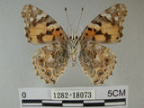 中文名:姬紅蛺蝶(1282-18073)學名:Vanessa cardui (Linnaeus, 1758)(1282-18073)