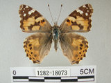 中文名:姬紅蛺蝶(1282-18073)學名:Vanessa cardui (Linnaeus, 1758)(1282-18073)