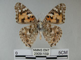 中文名:姬紅蛺蝶(2909-159)學名:Vanessa cardui (Linnaeus, 1758)(2909-159)