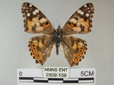 中文名:姬紅蛺蝶(2909-159)學名:Vanessa cardui (Linnaeus, 1758)(2909-159)