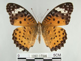 中文名:黑端豹斑蝶(斐豹蛺蝶)(1282-17346)學名:Argyreus hyperbius (Linnaeus, 1763)(1282-17346)