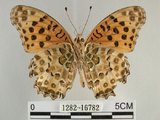 中文名:黑端豹斑蝶(斐豹蛺蝶)(1282-16782)學名:Argyreus hyperbius (Linnaeus, 1763)(1282-16782)