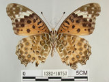 中文名:黑端豹斑蝶(斐豹蛺蝶)(1282-18757)學名:Argyreus hyperbius (Linnaeus, 1763)(1282-18757)
