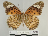 中文名:黑端豹斑蝶(斐豹蛺蝶)(1282-17542)學名:Argyreus hyperbius (Linnaeus, 1763)(1282-17542)