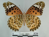 中文名:黑端豹斑蝶(斐豹蛺蝶)(1282-18684)學名:Argyreus hyperbius (Linnaeus, 1763)(1282-18684)