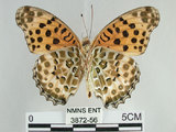 中文名:黑端豹斑蝶(斐豹蛺蝶)(3872-56)學名:Argyreus hyperbius (Linnaeus, 1763)(3872-56)