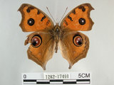 中文名:眼蛺蝶(孔雀蛺蝶)(1282-17491)學名:Junonia almana (Linnaeus, 1758)(1282-17491)