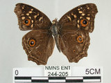 中文名:鱗紋眼蛺蝶(眼紋擬蛺蝶)(244-205)學名:Junonia lemonias aenaria Tsukada & Kaneko, 1985(244-205)