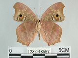 中文名:鱗紋眼蛺蝶(眼紋擬蛺蝶)(1282-18557)學名:Junonia lemonias aenaria Tsukada & Kaneko, 1985(1282-18557)