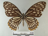 中文名:大斑鳳蝶(1282-18424)學名:Chilasa clytia (Linnaeus, 1758)(1282-18424)