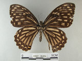 中文名:大斑鳳蝶(1282-18424)學名:Chilasa clytia (Linnaeus, 1758)(1282-18424)