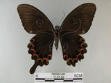 中文名:琉璃紋鳳蝶(1137-29)學名:Papilio hermosanus Rebel, 1906(1137-29)