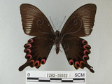 中文名:琉璃紋鳳蝶(1282-16932)學名:Papilio hermosanus Rebel, 1906(1282-16932)