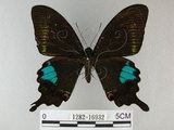 中文名:琉璃紋鳳蝶(1282-16932)學名:Papilio hermosanus Rebel, 1906(1282-16932)