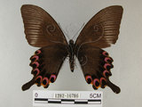 中文名:琉璃紋鳳蝶(1282-16786)學名:Papilio hermosanus Rebel, 1906(1282-16786)