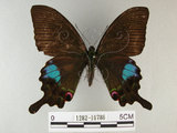 中文名:琉璃紋鳳蝶(1282-16786)學名:Papilio hermosanus Rebel, 1906(1282-16786)