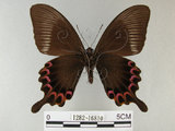 中文名:琉璃紋鳳蝶(1282-16810)學名:Papilio hermosanus Rebel, 1906(1282-16810)