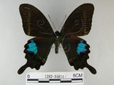 中文名:琉璃紋鳳蝶(1282-16810)學名:Papilio hermosanus Rebel, 1906(1282-16810)