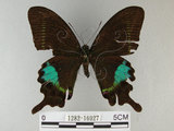 中文名:琉璃紋鳳蝶(1282-16927)學名:Papilio hermosanus Rebel, 1906(1282-16927)
