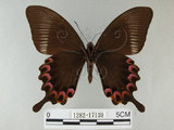 中文名:琉璃紋鳳蝶(1282-17139)學名:Papilio hermosanus Rebel, 1906(1282-17139)