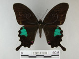 中文名:琉璃紋鳳蝶(1282-17139)學名:Papilio hermosanus Rebel, 1906(1282-17139)