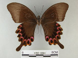 中文名:琉璃紋鳳蝶(1282-8861)學名:Papilio hermosanus Rebel, 1906(1282-8861)