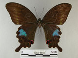 中文名:琉璃紋鳳蝶(1282-8861)學名:Papilio hermosanus Rebel, 1906(1282-8861)