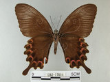 中文名:琉璃紋鳳蝶(1282-17014)學名:Papilio hermosanus Rebel, 1906(1282-17014)