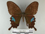 中文名:琉璃紋鳳蝶(1282-17014)學名:Papilio hermosanus Rebel, 1906(1282-17014)