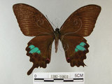 中文名:琉璃紋鳳蝶(1282-16833)學名:Papilio hermosanus Rebel, 1906(1282-16833)