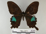 中文名:琉璃紋鳳蝶(1282-17078)學名:Papilio hermosanus Rebel, 1906(1282-17078)