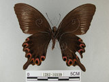 中文名:琉璃紋鳳蝶(1282-16939)學名:Papilio hermosanus Rebel, 1906(1282-16939)