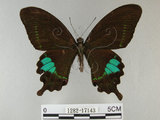 中文名:琉璃紋鳳蝶(1282-17143)學名:Papilio hermosanus Rebel, 1906(1282-17143)