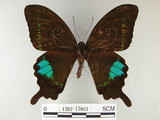 中文名:琉璃紋鳳蝶(1282-17063)學名:Papilio hermosanus Rebel, 1906(1282-17063)