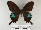 中文名:琉璃紋鳳蝶(1282-16731)學名:Papilio hermosanus Rebel, 1906(1282-16731)