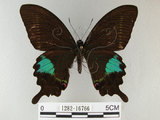 中文名:琉璃紋鳳蝶(1282-16766)學名:Papilio hermosanus Rebel, 1906(1282-16766)