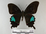 中文名:琉璃紋鳳蝶(1282-16740)學名:Papilio hermosanus Rebel, 1906(1282-16740)