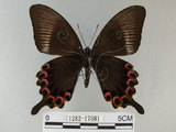 中文名:琉璃紋鳳蝶(1282-17081)學名:Papilio hermosanus Rebel, 1906(1282-17081)