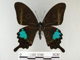 中文名:琉璃紋鳳蝶(1282-17081)學名:Papilio hermosanus Rebel, 1906(1282-17081)